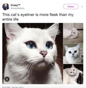 The Most Iconic Internet Cat Posts of All Time