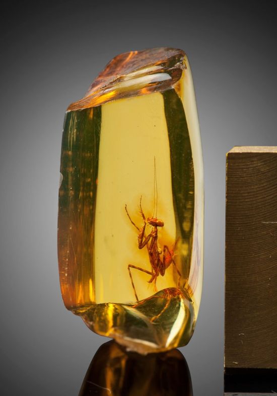 A 12 Million Year Old Praying Mantis Encased in Amber