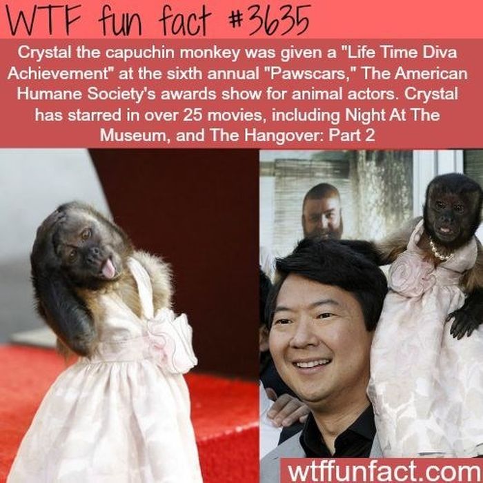 WTF Fun Facts, part 2