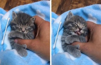 Woman Saves Orphaned Kitten With Extra Toes And Later Finds Her Sister Who Is Also A Polydactyl