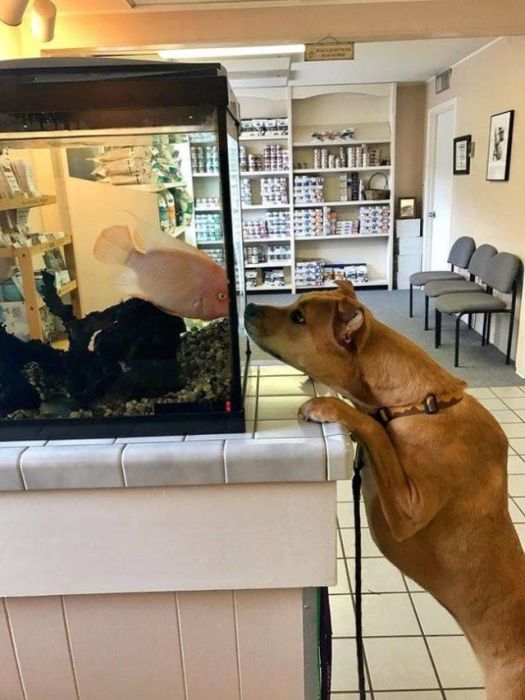 The Moment They Realized They Were Going To The Vet