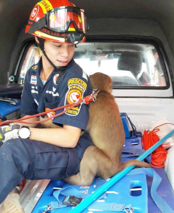 The Adorable Moment A Wild Monkey Is Rescued