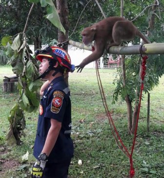 The Adorable Moment A Wild Monkey Is Rescued