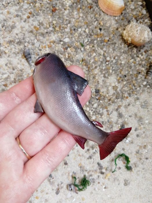 This Fish Looks So Real. But Is It?