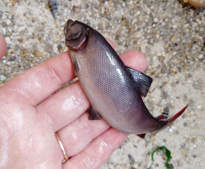 This Fish Looks So Real. But Is It?