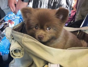 This Abandoned Pomeranian Dog Looks Like A Baby Bear