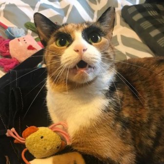 Meet Lilly, The Cat With Weird Eyebrows Who Looks Like She’s Always Judging You