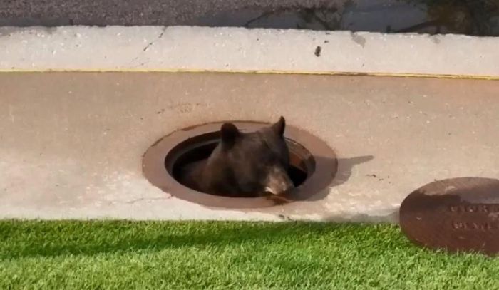 A Bear Inside A Sewer In Colorado Springs
