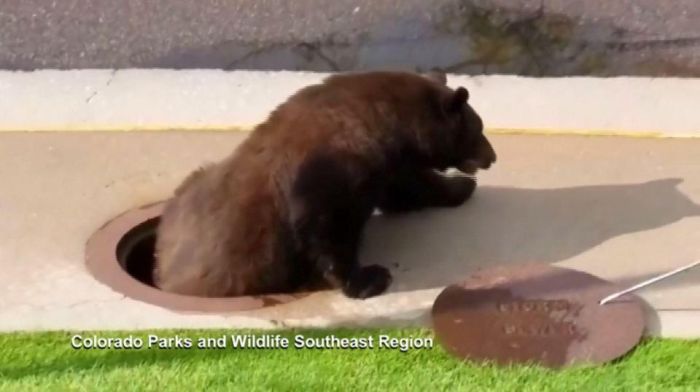 A Bear Inside A Sewer In Colorado Springs