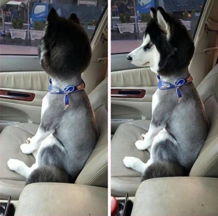 Funny Pet Haircuts