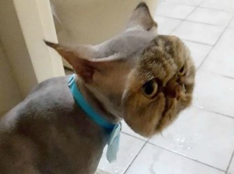 Funny Pet Haircuts