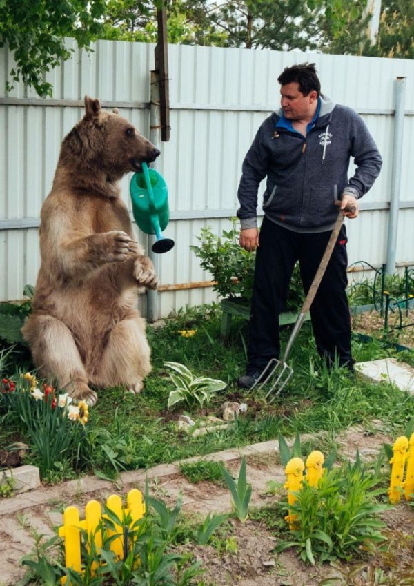 Russian Pet Bear