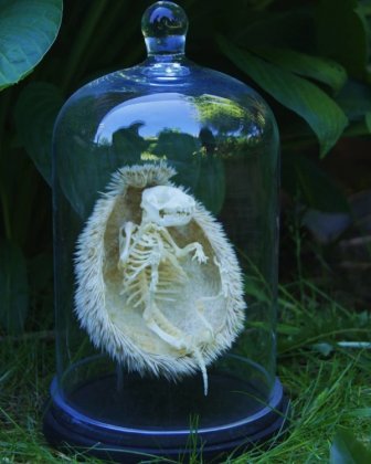 Skeleton Of A Hedgehog