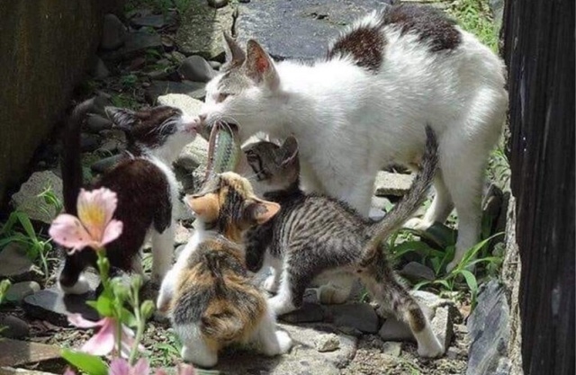 This Cat Is A Good Mother