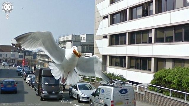 Animals On Google Street View