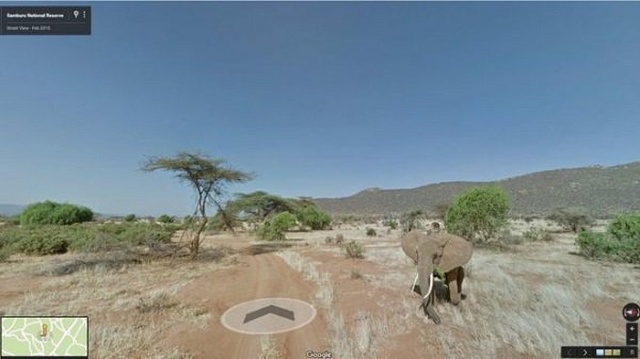 Animals On Google Street View