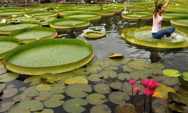 An Annual Event Dedicated To Lilies In Taipei