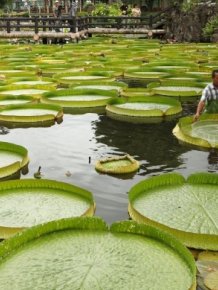 An Annual Event Dedicated To Lilies In Taipei
