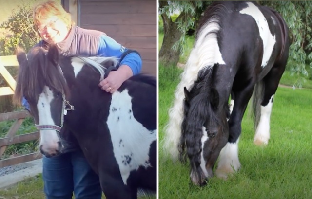 Rescued Foal Four Years Later Wins National Competition