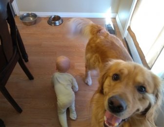 Father Illustrates The Friendship Between His Tiny Baby And Giant Dog