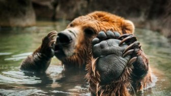 A Human Hand Vs A Bear’s Paw