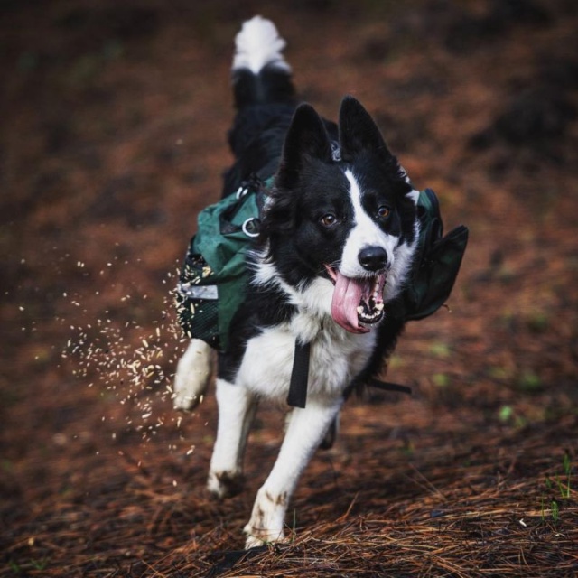 Dogs Save Forests From the Effects Of Devastating Fires