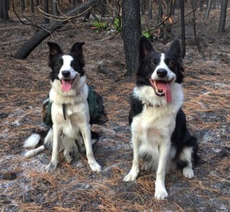 Dogs Save Forests From the Effects Of Devastating Fires