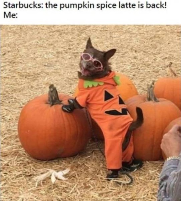 Chilly Memes About The Fall Season