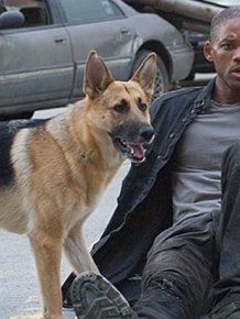 Abbey, The Dog From 'I Am Legend', Is Now 13 And Living Her Best Life