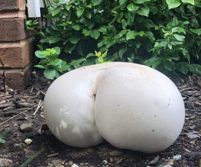Mushrooms That Look Like Butts