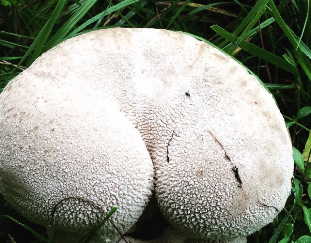 Mushrooms That Look Like Butts