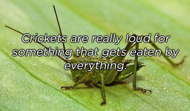 Shower Thoughts, part 45