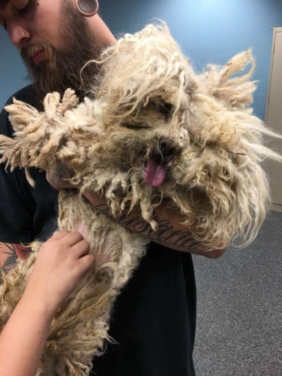 Dog Covered With Matted Fur Gets A Haircut