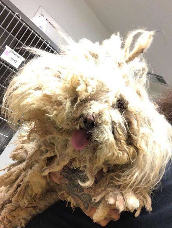 Dog Covered With Matted Fur Gets A Haircut