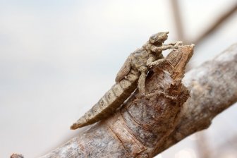 Molting Dragonfly