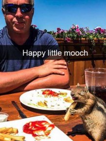 Funny Animal Photos On Snapchat