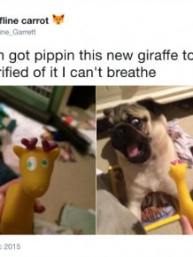 Funny Tweets About Dogs