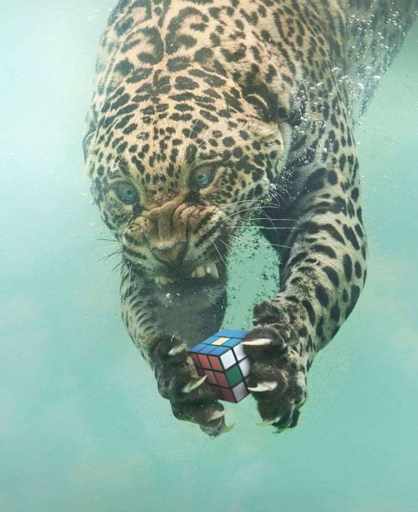 Fishing Leopard Photoshop Battle