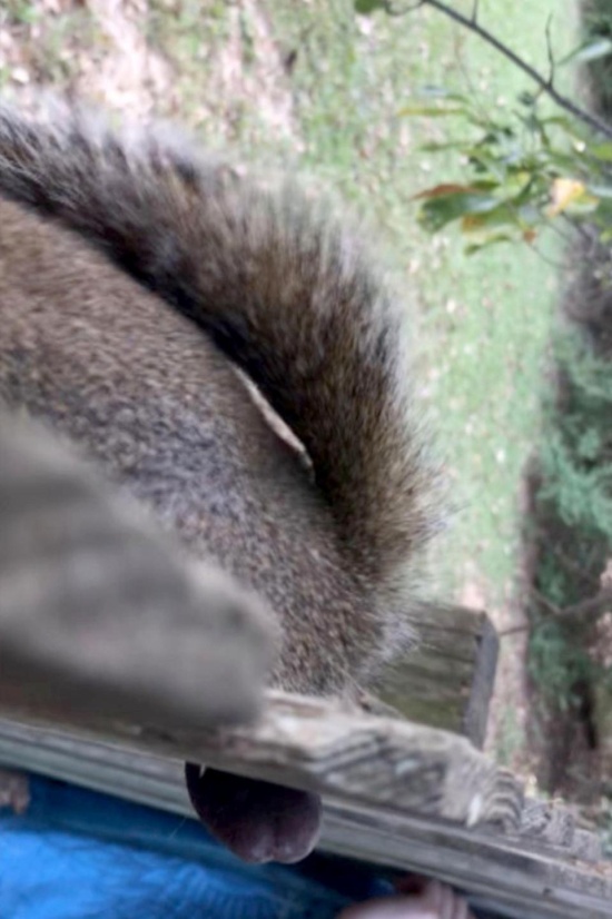 Squirrel Is Found Stuck In A Fence By His Testicles. He Was Rescued