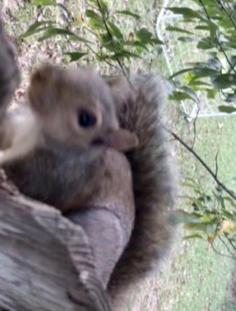 Squirrel Is Found Stuck In A Fence By His Testicles. He Was Rescued