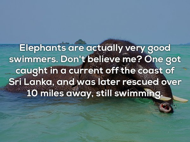 Interesting Facts, part 42