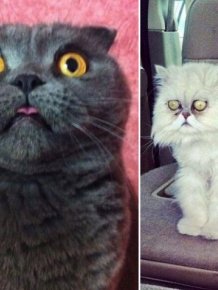Surprised Cats