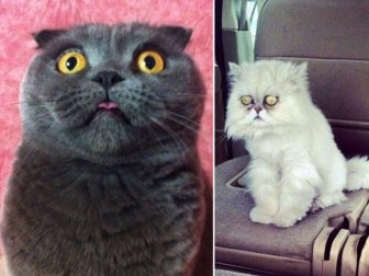 Surprised Cats