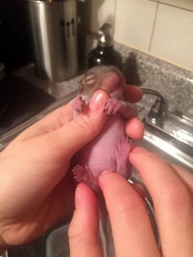 A Newborn Squirrel Was Found In New York Apartments