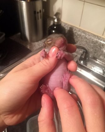 A Newborn Squirrel Was Found In New York Apartments