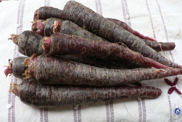 This Carrot Is Called Turkish Black