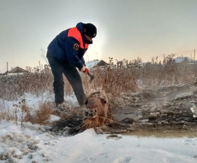 Rescuing Horses From Ice In Yakutsk, Russia