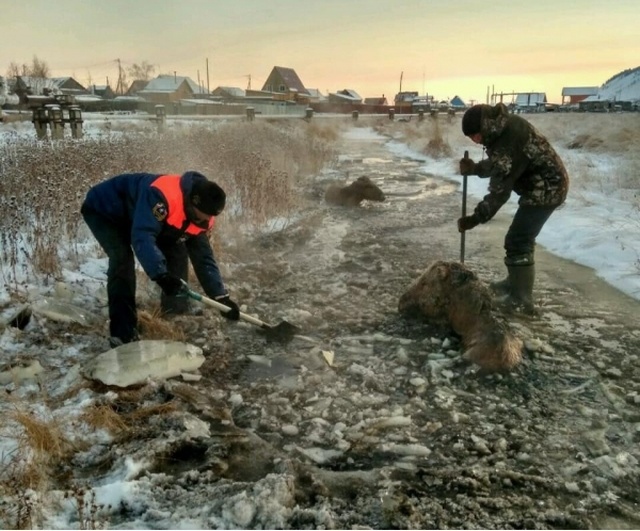 Rescuing Horses From Ice In Yakutsk, Russia