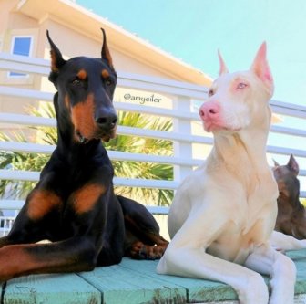 Albino Animals