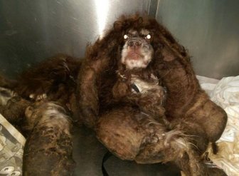 Abandoned Dog Gets Haircut